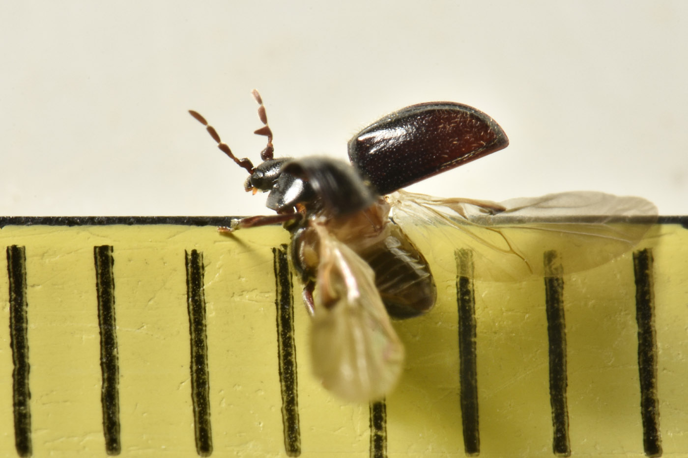 Anobiidae: Caenocara affine? S.